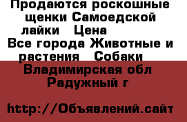 Продаются роскошные щенки Самоедской лайки › Цена ­ 40 000 - Все города Животные и растения » Собаки   . Владимирская обл.,Радужный г.